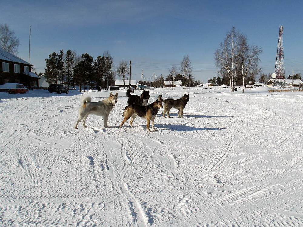 Заголовок