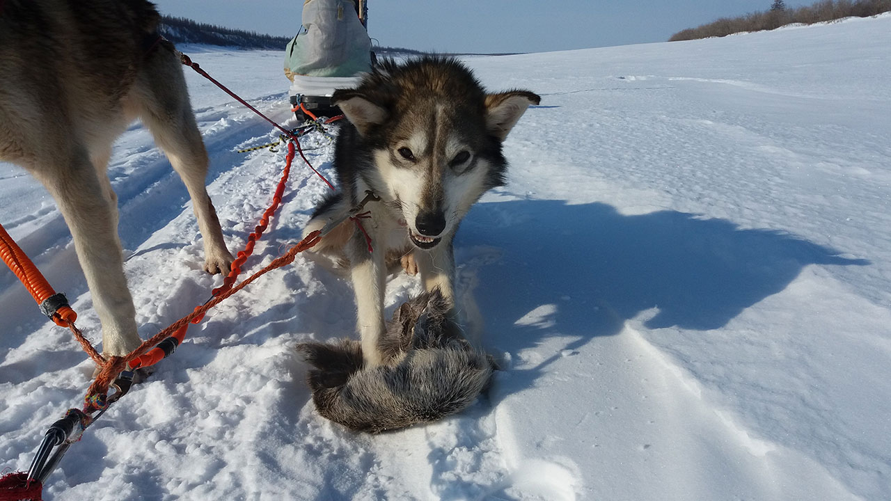 Заголовок