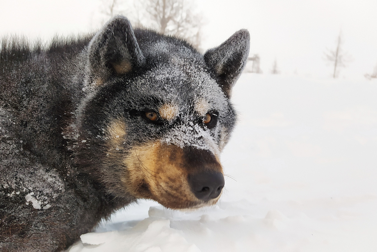 Заголовок