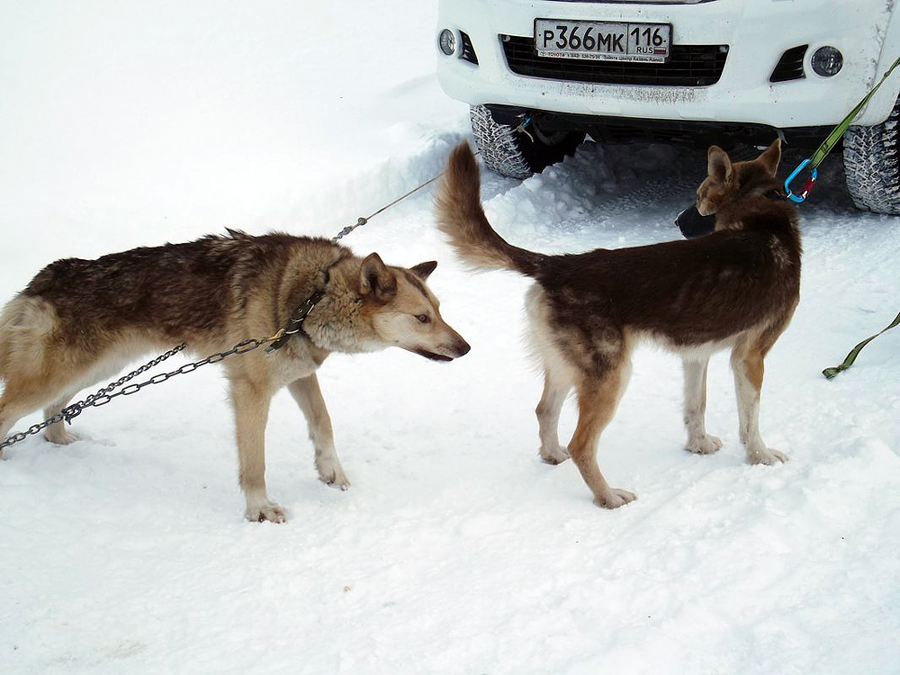 Заголовок